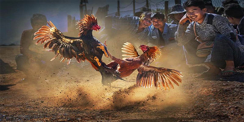 dk8 casino TRỰC TUYẾN
